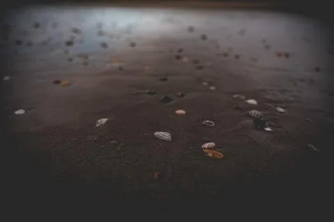 A captivating close-up of diverse seashells scattered across a expanse of wet Stock Photos