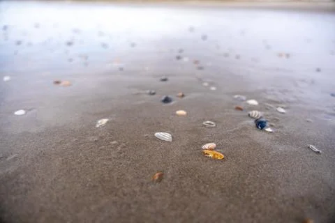 A captivating close-up of diverse seashells scattered across a expanse of wet Stock Photos