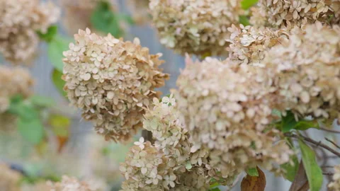 Captivating Close-Up of Dried Hydrangeas Expressing Autumn's Serene Beauty Stock Footage 322109679