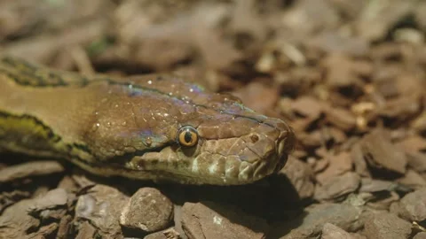 A captivating close-up of a python flicking its tongue while resting on Stock Footage 283981950