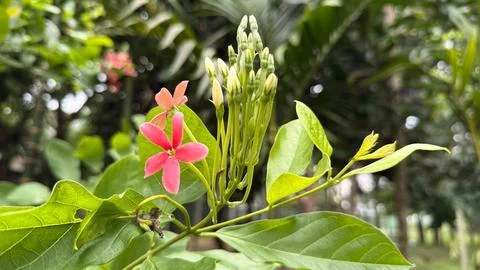 Captivating close-up of a Rangoon Creeper showcasing its vibrant pink flower, Stock Photos