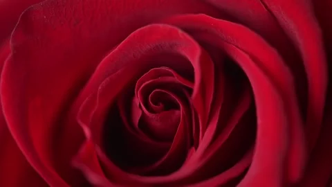 Captivating close up of a red rose gracefully blooming Vídeo Stock 283655208
