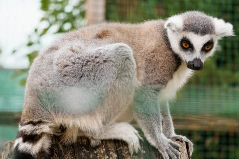Captivating Close-up of a Ring-tailed Lemur in Natural Habitat, Showcasing .. Stock Photos