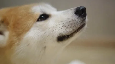 This captivating close-up of a Shiba Inu highlights its glossy fur Stock Footage 293166830