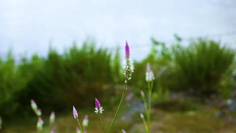 This is a captivating close-up showcasing a Callisia argentea flower gracefully  Stock Footage 321861960