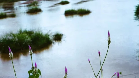This is a captivating close-up showcasing a Callisia argentea flower gracefully  Stock Footage 321861969