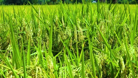 A captivating close-up showcasing the intricate details and natural beauty of a  Stock Footage 321861718