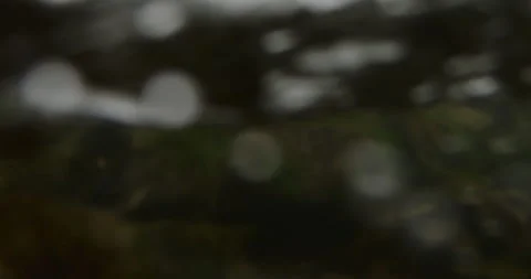 Captivating Close-Up: Slow-Motion Flow of River Current Through beautiful and Video stock 240941292