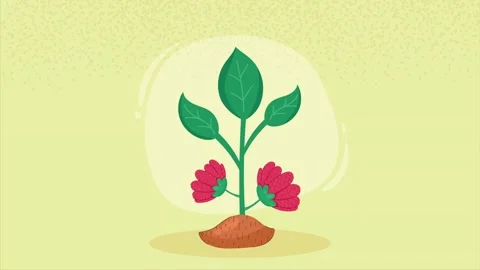 A captivating close up time lapse of a vibrant green plant transforming fro.. Stock Footage 334525091
