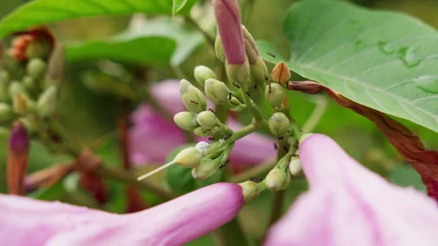 Captivating close-up of tiny ants exploring a delicate pink bloom . Video stock 253768247