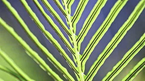 Captivating Close Up of Translucent Fern Leaves Displaying Vibrant Green Stockbeeldmateriaal 324604782