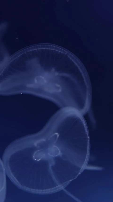 A captivating close-up of two Aurelia aurita, commonly known as moon jellyfish,  Stock Footage 292518130