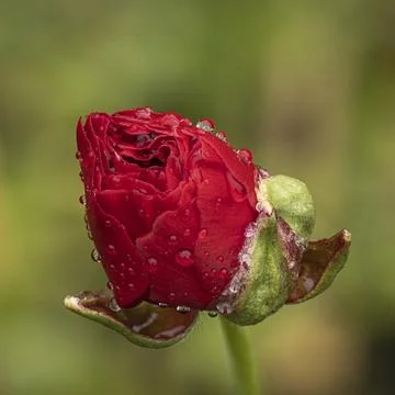 Captivating close-up of a vibrant red ranunculus bud, adorned with fresh de.. Stock Photos