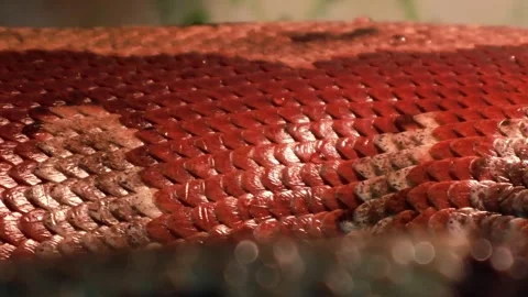 Captivating close-up of a vibrant snake revealing intricate scales in nature Video stock 295307249