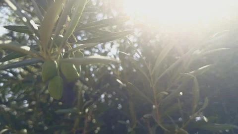 Captivating close-up video of green olives basking in dappled sunlight, nearing Stock Footage 330616236