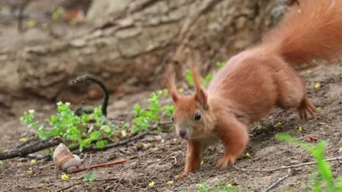 A captivating close up view of a small red squirrel with fluffy tail foragi.. Stock Footage 339778101
