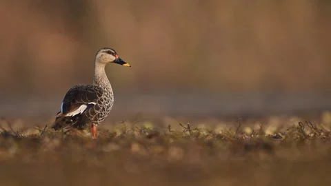 A captivating close-up of a Whistling Duck, showcasing its intricate patterns Stock Footage 301698193