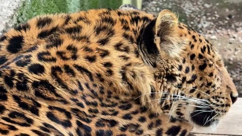 A Captivating CloseUp of a Beautiful and Resting Leopard Showcasing Its Stock Footage 312346947