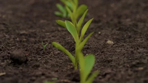 Captivating CloseUp Shot of Growing Seedlings in Rich Soil A Beautiful Nature Stock Footage 308740508