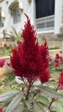 A captivating cluster of deep red cockscomb flowers, revealing their unique,  Foto stock