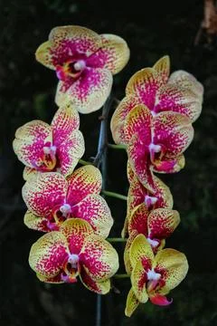 A captivating cluster of orchids, their yellow petals splashed with magenta s Stock Photos