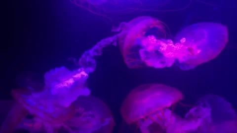 This captivating display features a vibrant jellyfish moving elegantly through w Stock Footage 310447541