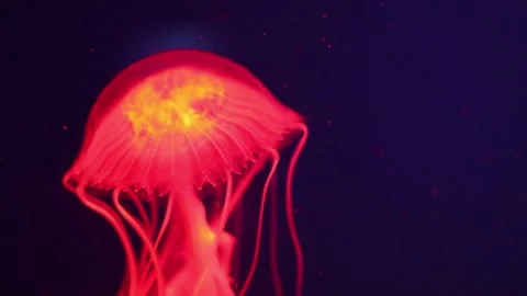 This captivating display features a vibrant jellyfish moving elegantly through w Stock Footage 310447550