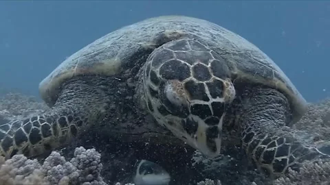A captivating dive in Bali,
paradise
with stunning fish on the reef green turtle Stock Footage 332040777