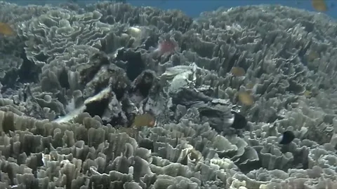 A captivating dive in Bali,
paradise
with stunning fish on the reef green turtle Stock Footage 332042596