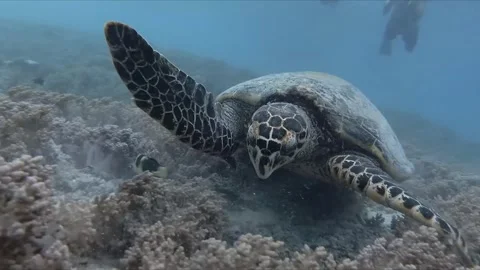 A captivating dive in Bali,
paradise
with stunning fish on the reef green turtle Stock Footage 332042603