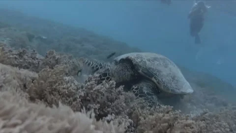 A captivating dive in Bali,
paradise
with stunning fish on the reef green turtle Stock Footage 332042604