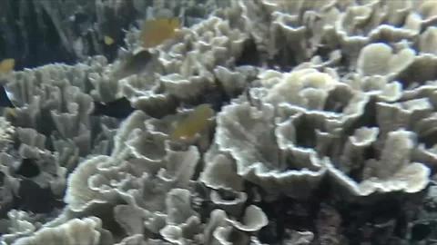 A captivating dive in Bali,
paradise
with stunning fish on the reef Stock Footage 332042612