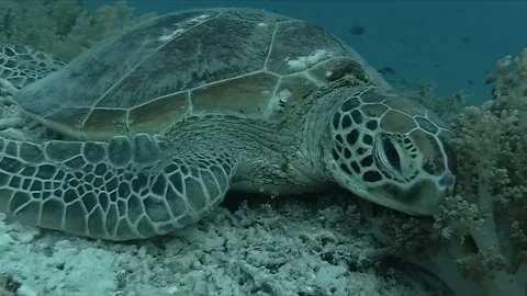 A captivating dive in Bali,
paradise
with stunning fish on the reef green turtle Stock Footage 332042964