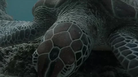 A captivating dive in Bali,
paradise
with stunning fish on the reef green turtle Stock Footage 332043083
