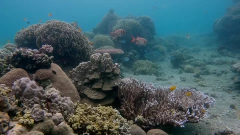 Captivating diving pov showing the lush coral reef overflowing with diverse Stockbeeldmateriaal 339086222