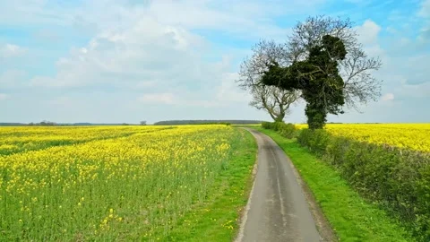 A captivating drone shot of a rapeseed crop with two trees and a serene cou.. Видео 239417265