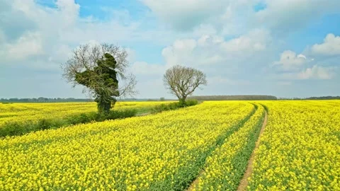 A captivating drone shot of a rapeseed crop with two trees and a winding co.. Vidéo 239417841