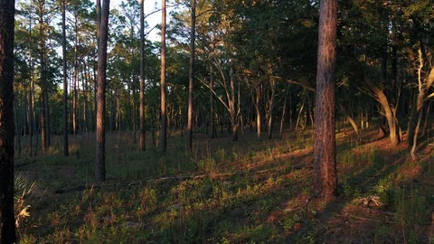 Captivating drone shot through verdant pine forest in Southeast U.S. Stock Footage 126917866