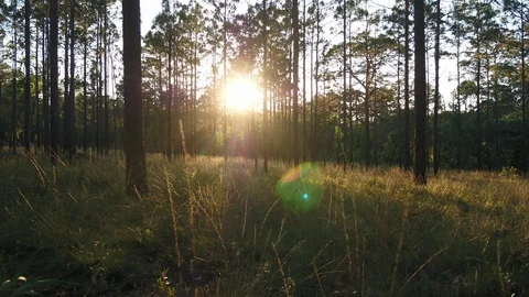 Captivating drone shot through verdant pine forest and tall backlit grasses. Stock Footage 126921999