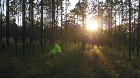 Captivating drone tracking shot left to right through verdant Florida. Stock Footage 126917976