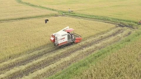 Captivating Drone View of Paddy Harvesting Tractor in Sri Lanka's Yellow Fields 库存影片 214430427