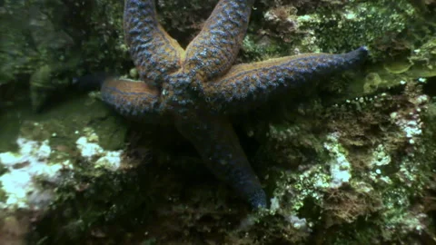 Captivating elegance of sea star in underwater environment. Stock Footage 246729206
