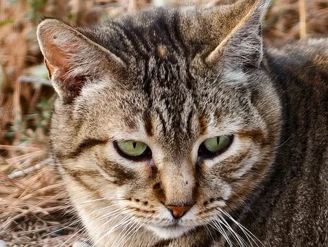 Captivating feline snapshot emphasizing piercing eyes and intricate facial .. 스톡 사진