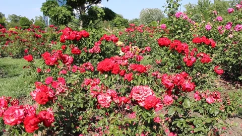 Captivating Field of Red Roses Swaying Gracefully in the Breeze Stock Footage 312075595