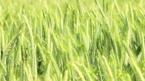 Captivating fields of golden wheat swaying gently in the summer breeze under sun Vídeos de archivo 295339997