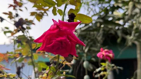 Captivating, focused image features a vibrant pink rose with intricate petal  Foto stock