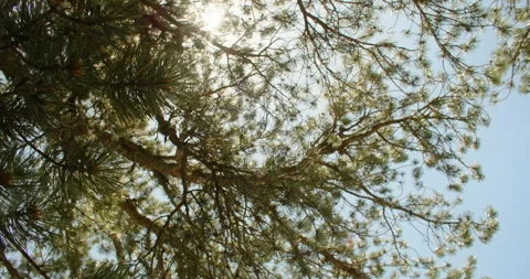 Captivating Forest Details: Pine Needles and Branches in Macro Stock Footage 250195413