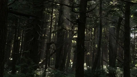 Captivating Forest Stock Footage 119892754