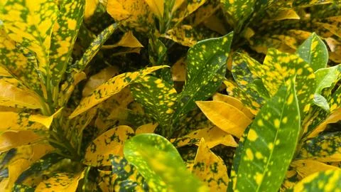 Captivating full frame shot showcasing croton plant leaves with striking yell Foto stock