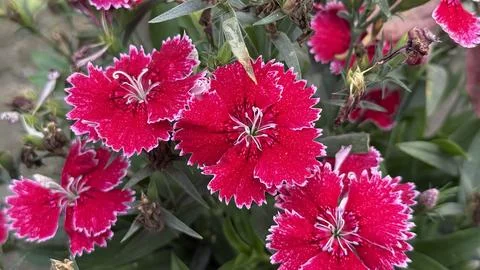 A captivating garden scene featuring multiple radiant red dianthus blooms, ea 스톡 사진
